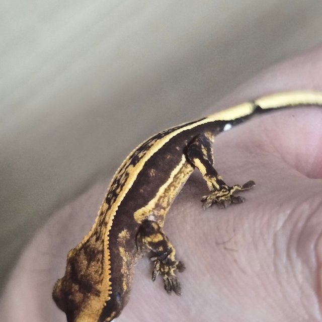 100%헷아잔틱 엠티백