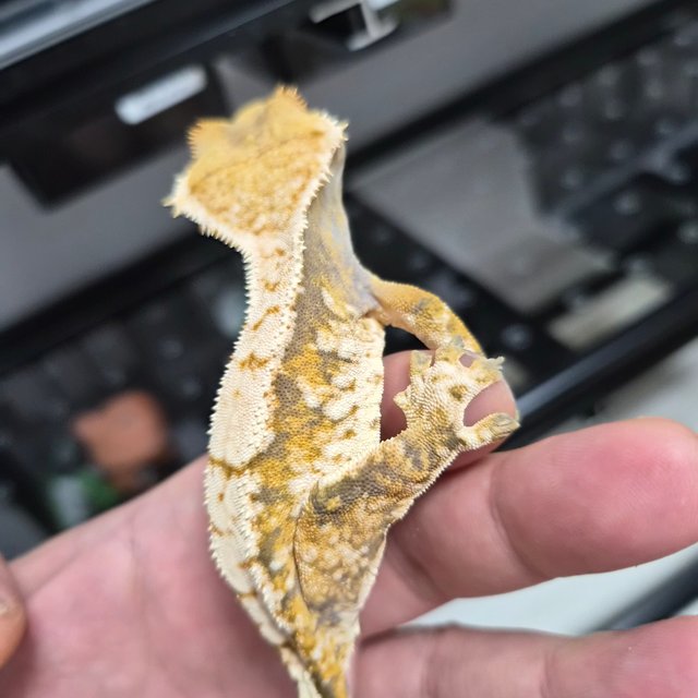 트라이 익스트림할리퀸