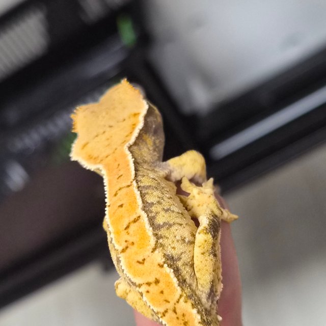 트라이 익스트림할리퀸