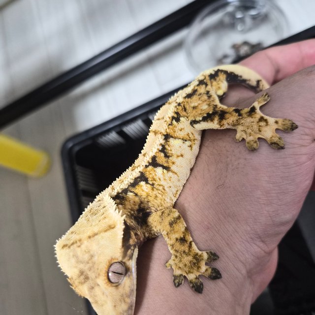 트라이 익스트림할리퀸