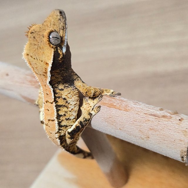 트라이 익스트림할리퀸