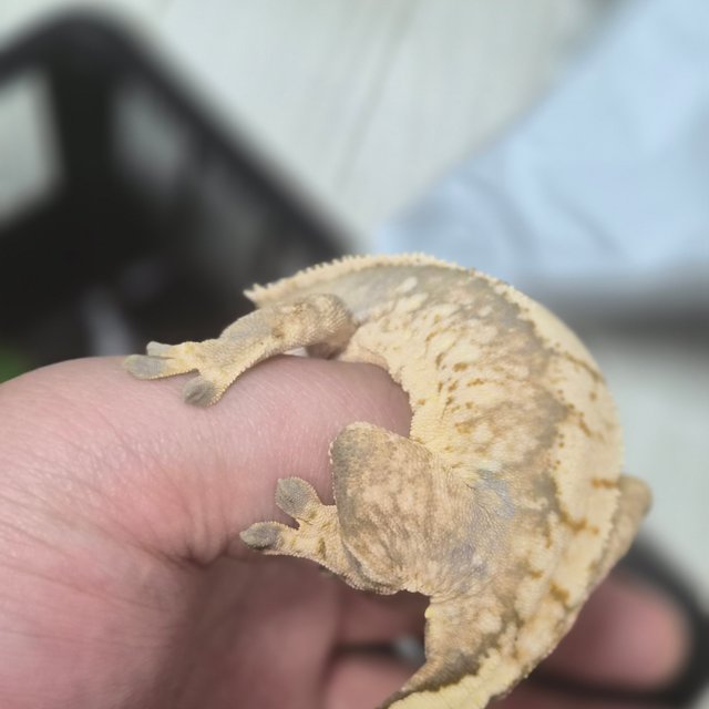 트라이 익스트림할리퀸