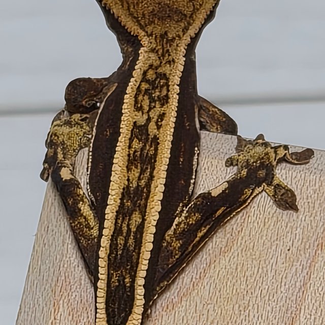 100%헷아잔틱 엠티백