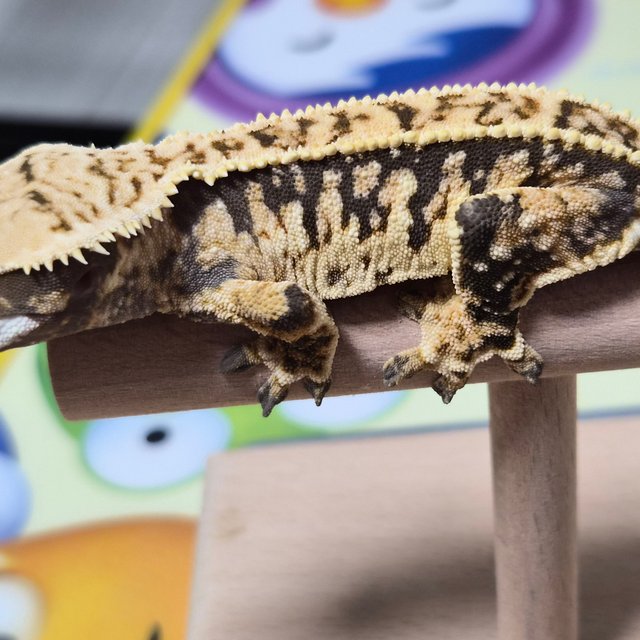 트라이 핀스트라이프