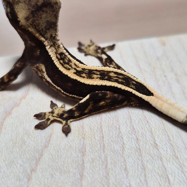 100%헷아잔틱 엠티백