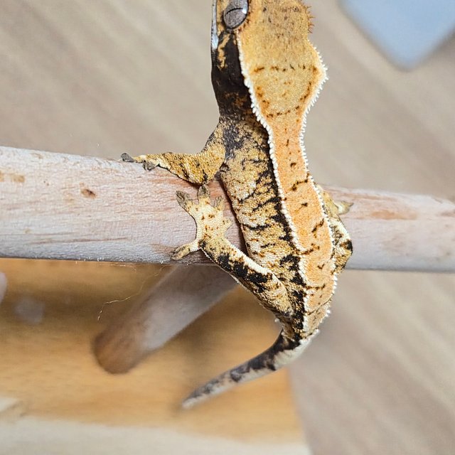 트라이 익스트림할리퀸