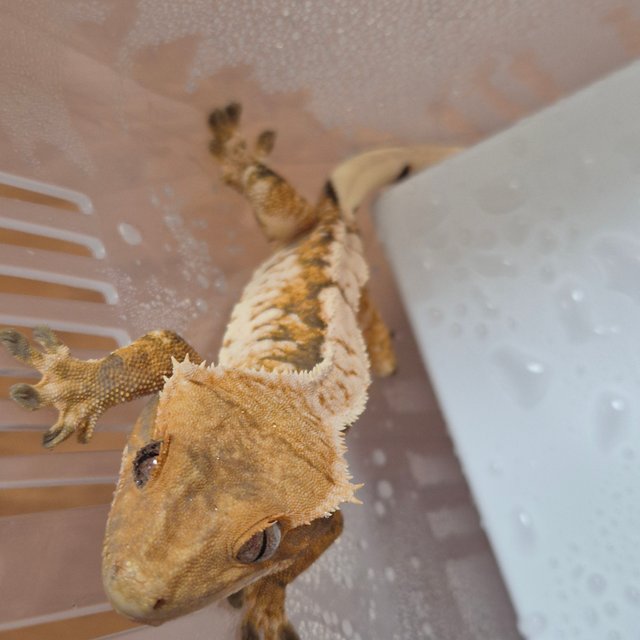 트라이 익스트림할리퀸