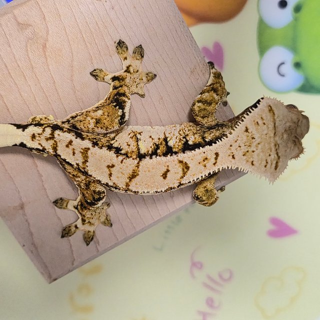 트라이 익스트림할리퀸