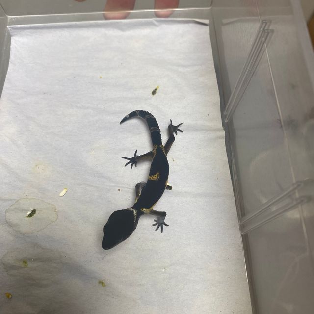 블랙나이트