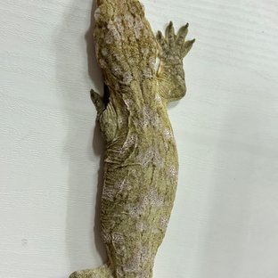 누아나 누아미 하이 컬러