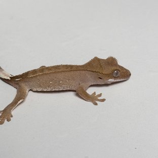 레드 화이트포트홀