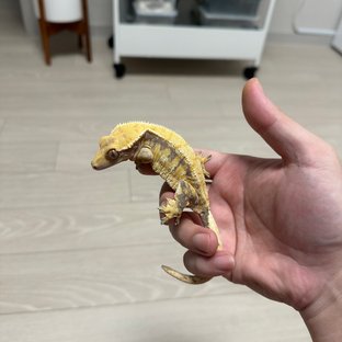 트라이 익스트림할리퀸 화이트핀