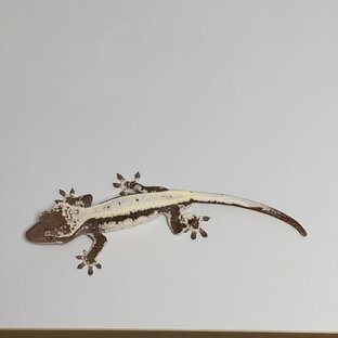 프라푸치노 다크