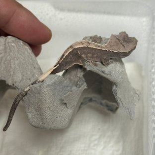 카푸치노 다크
