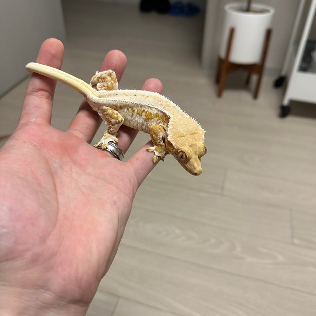 릴리화이트 옐로우