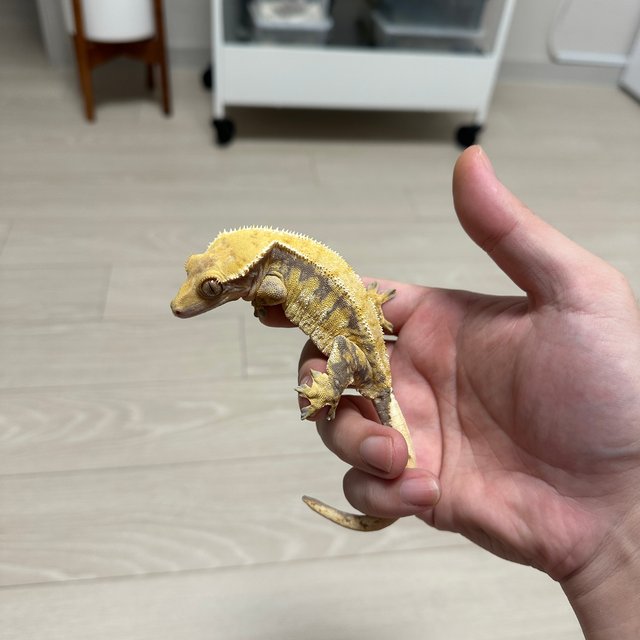 트라이 익스트림할리퀸 화이트핀