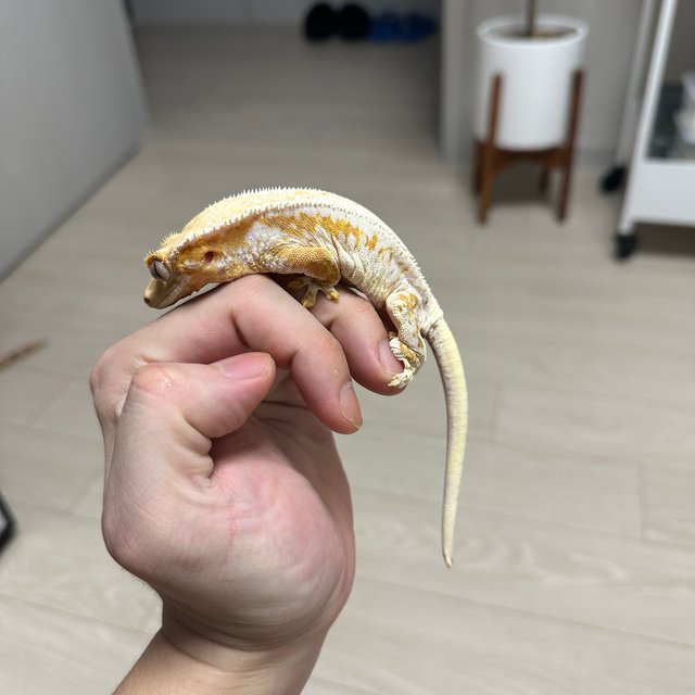 릴리화이트 옐로우