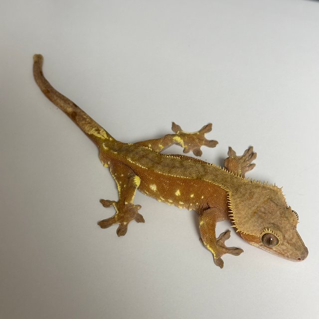 레드 바이 화이트포트홀