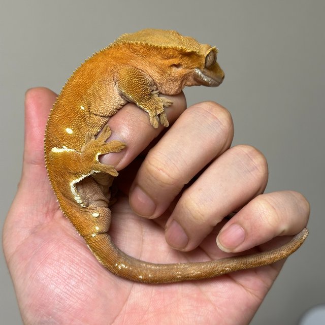 레드 벅스킨 화이트포트홀