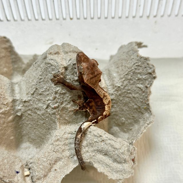 카푸치노