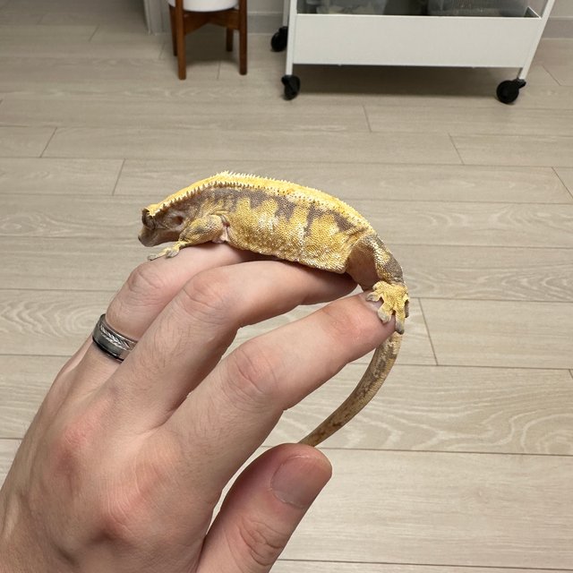 트라이 익스트림할리퀸 화이트핀