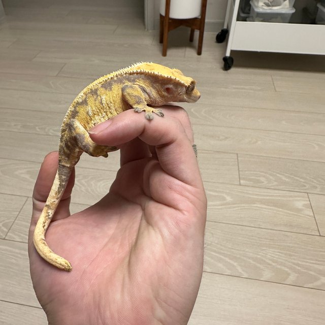 트라이 익스트림할리퀸 화이트핀