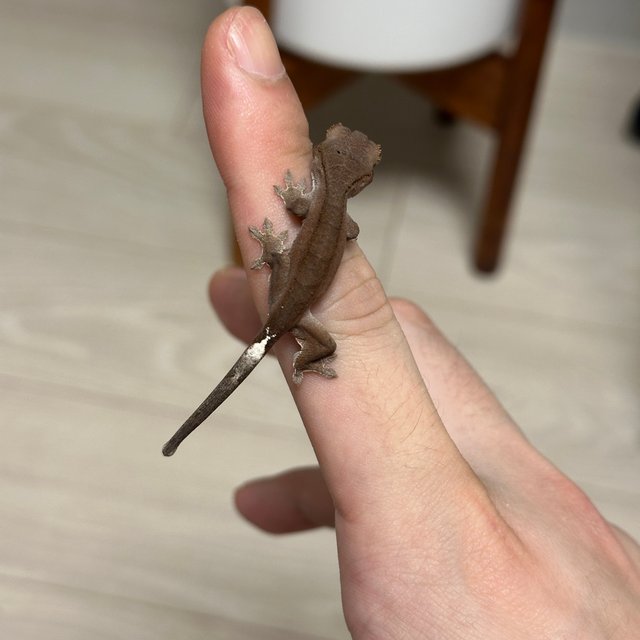 카푸치노 팬텀 챠콜