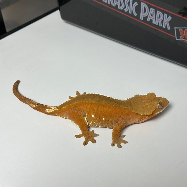 레드 벅스킨 화이트포트홀