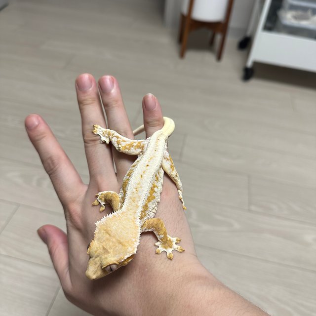 릴리화이트 옐로우