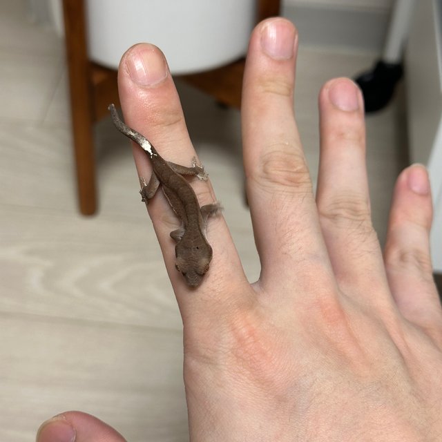 카푸치노 팬텀 챠콜