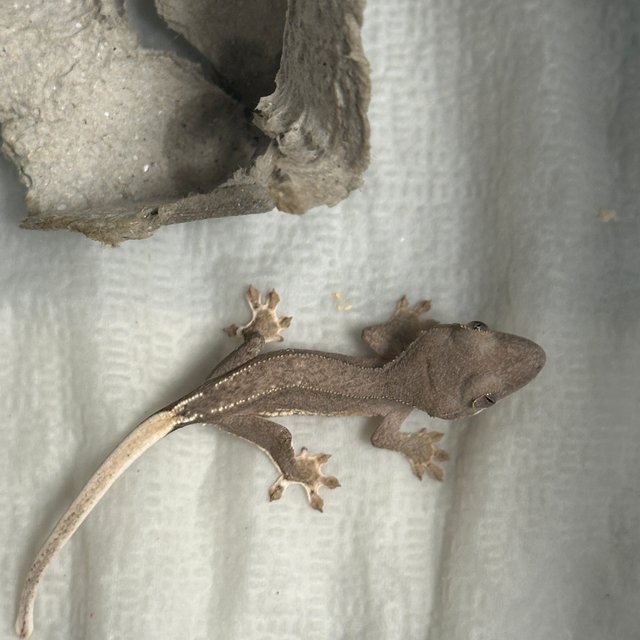 팬텀 프라푸치노