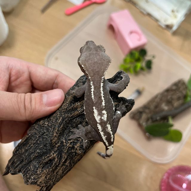 아잔틱