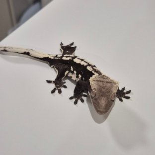 메인아잔틱수컷