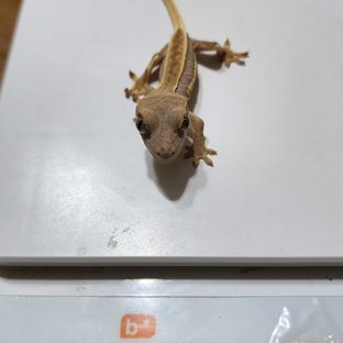 릴리화이트