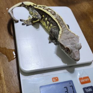 트라이 카푸치노