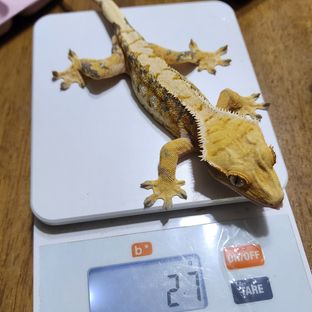 트라이 익스트림할리퀸
