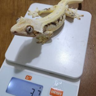 트라이 릴리화이트