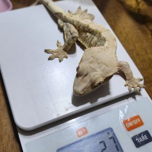 릴리화이트