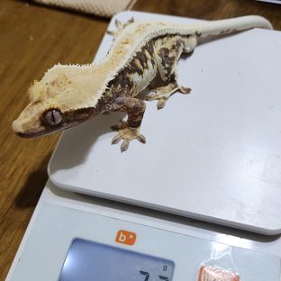 트라이 릴리화이트