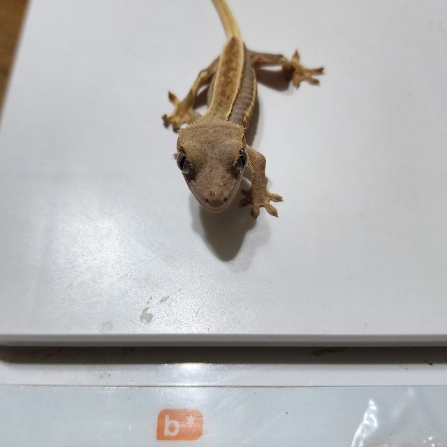 릴리화이트