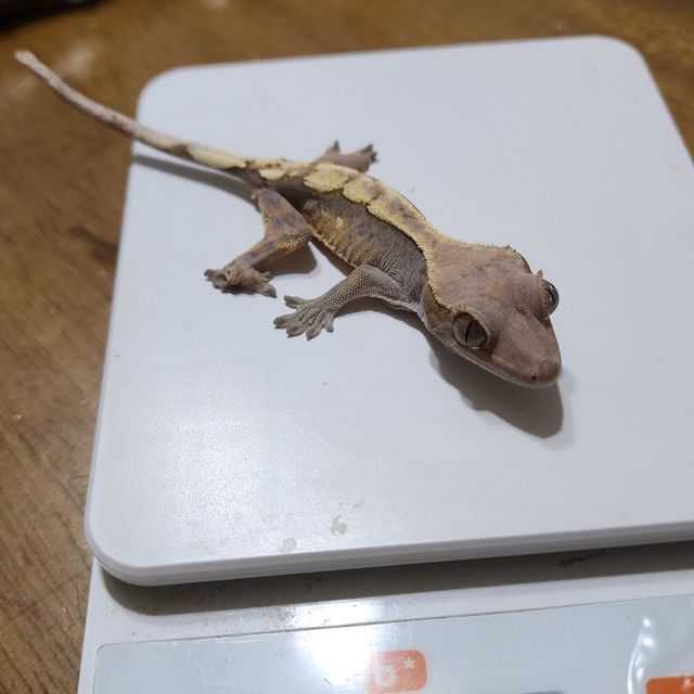 세이블