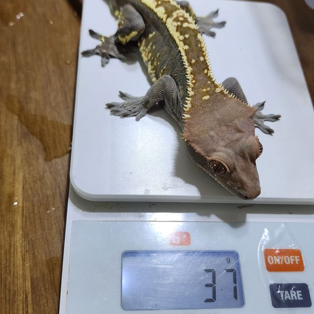 트라이 카푸치노
