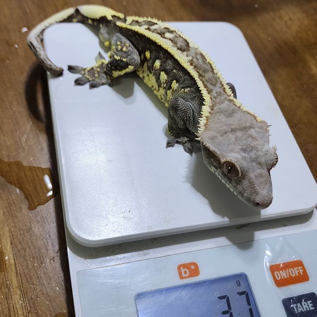 트라이 카푸치노
