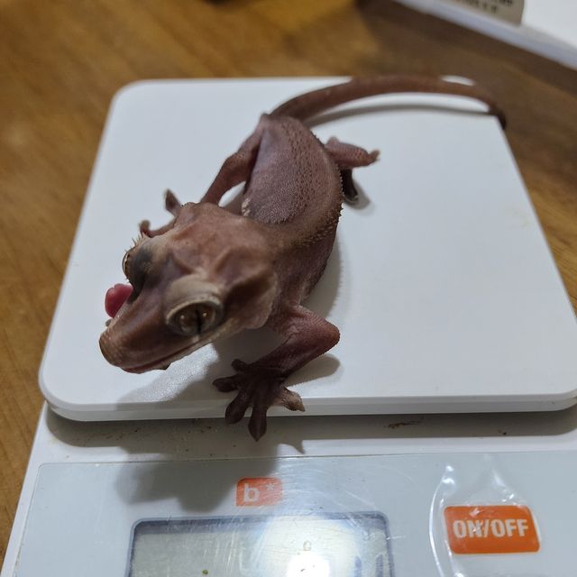 카푸치노