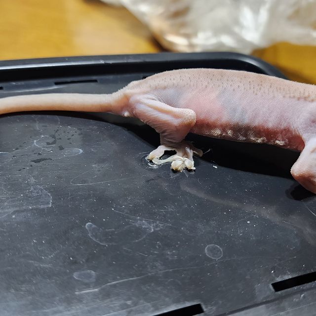 카푸치노