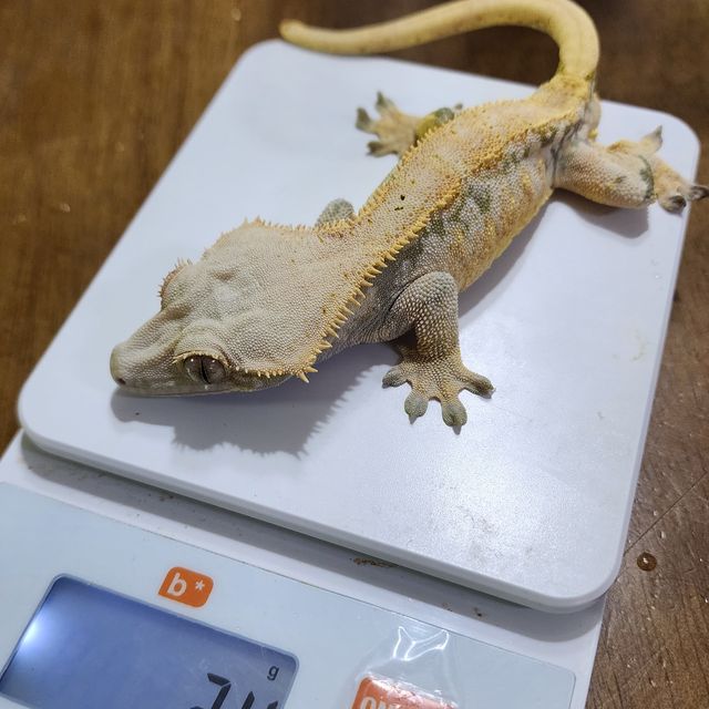 릴리화이트