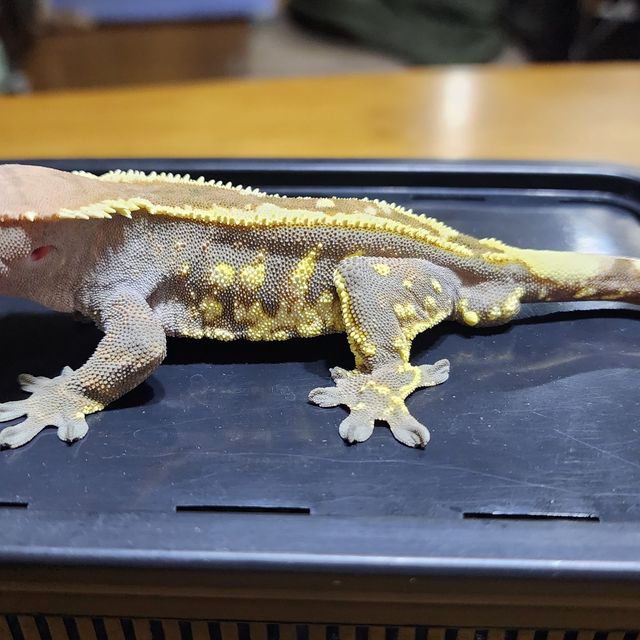 트라이 카푸치노
