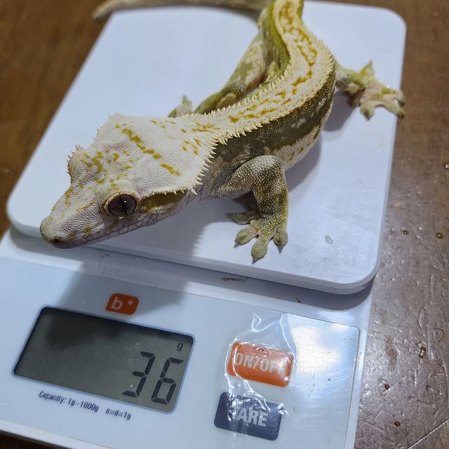 쿼드 핀스트라이프