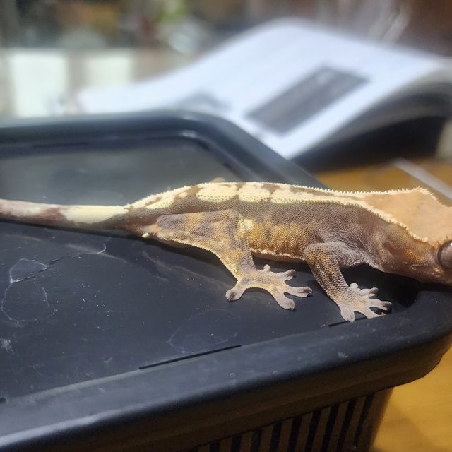 세이블