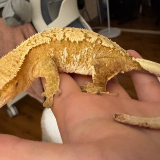 노멀 크림 크림시클